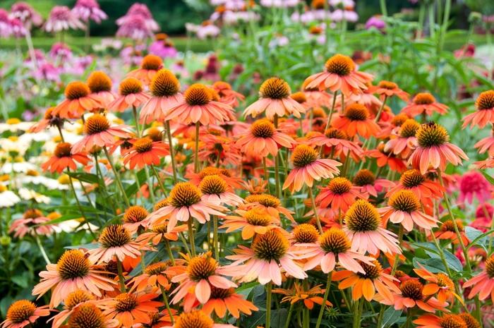 Echinacea x hybrida Sombrero® Adobe Orange