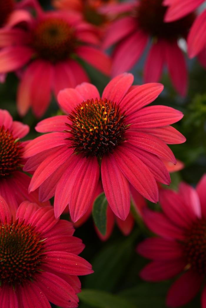 Echinacea x hybrida Sombrero® Baja Burgundy