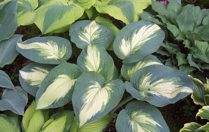 Hosta Shadowland® Hudson Bay
