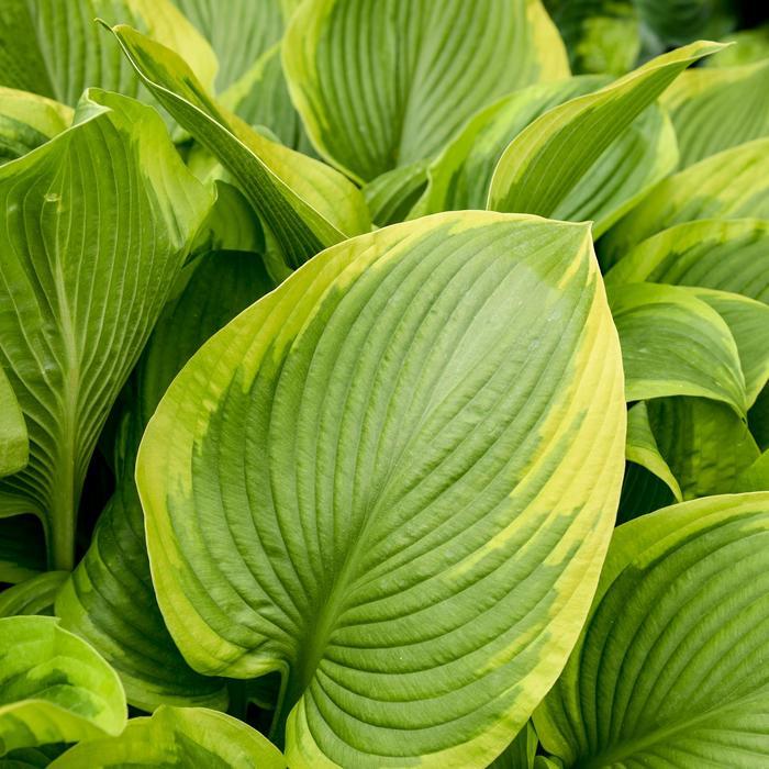 Hosta Shadowland® Lone Star