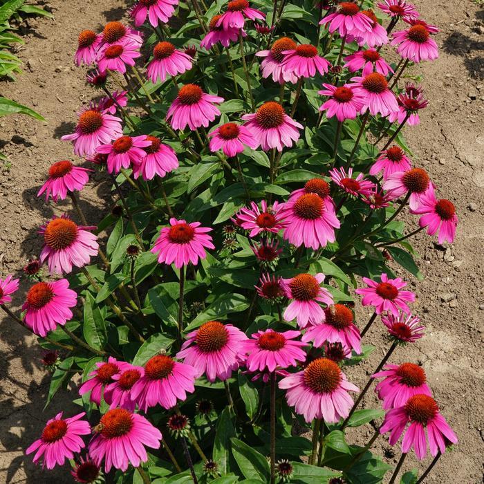 Echinacea x hybrida Sombrero® Rosada