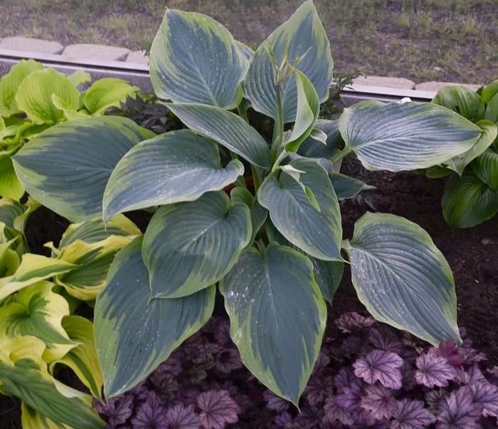 Hosta Shadowland® Wu La La