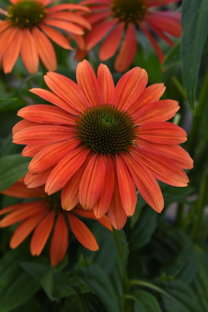 Echinacea x hybrida Sombrero® Tango Tangerine