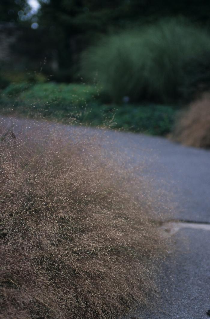Eragrostis spectabilis 