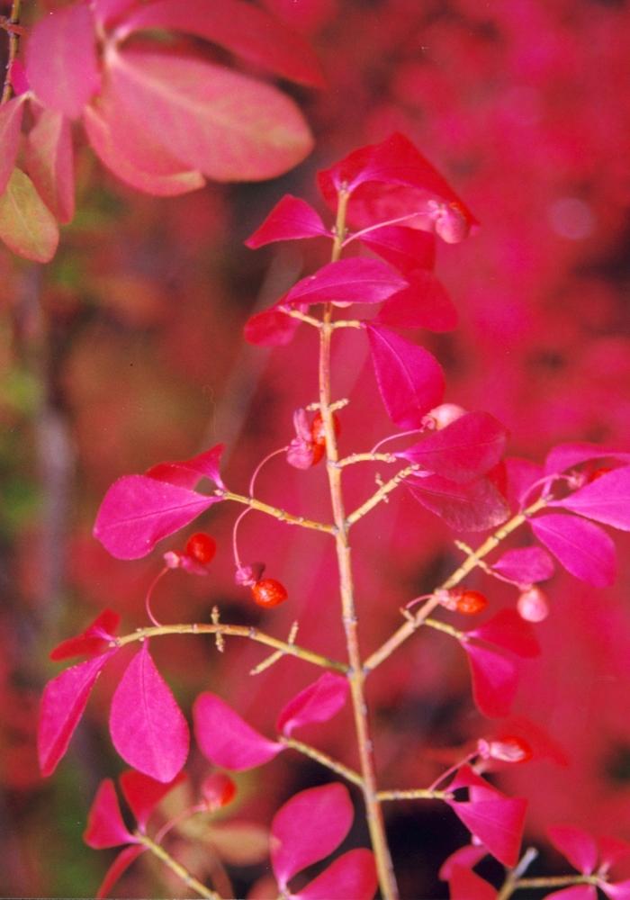 Euonymus alatus Compacta