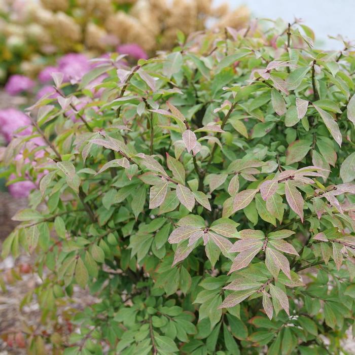 Euonymus alatus Fire Ball Seedless® PPAF