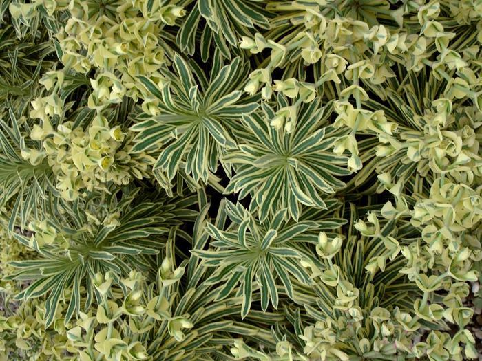 Euphorbia Tasmanian Tiger