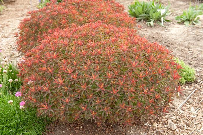 Euphorbia polychroma Bonfire PP18585