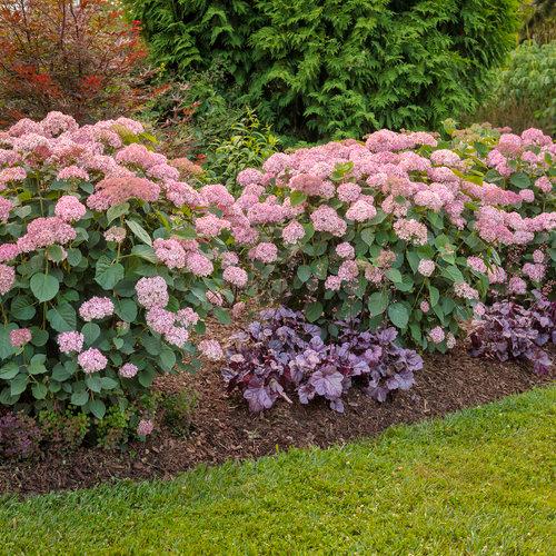 Hydrangea arborescens Invincibelle® Spirit II PP28316