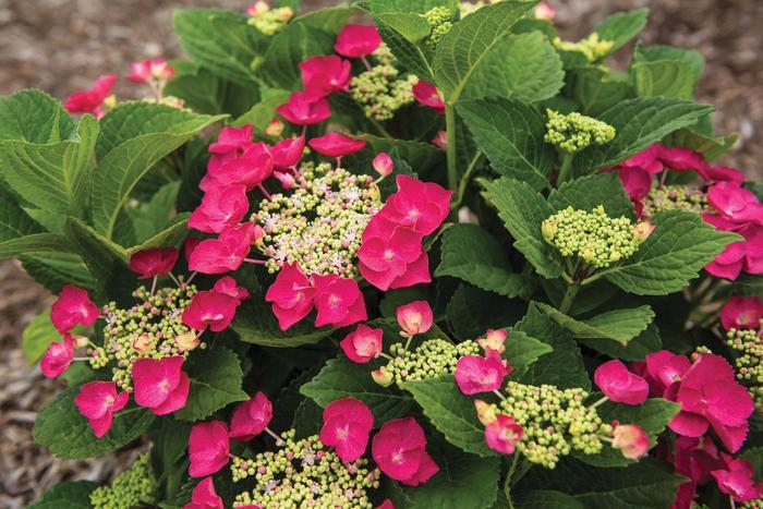 Hydrangea macrophylla Cherry Explosion™ (Mckay) PP28757