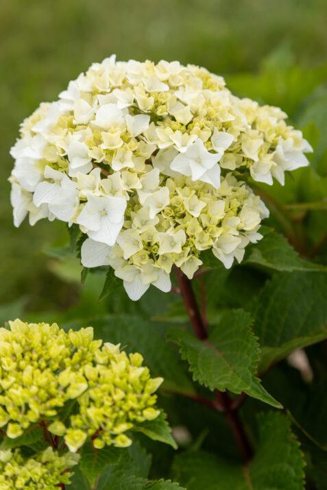 Hydrangea macrophylla DreamCloud™ PPAF