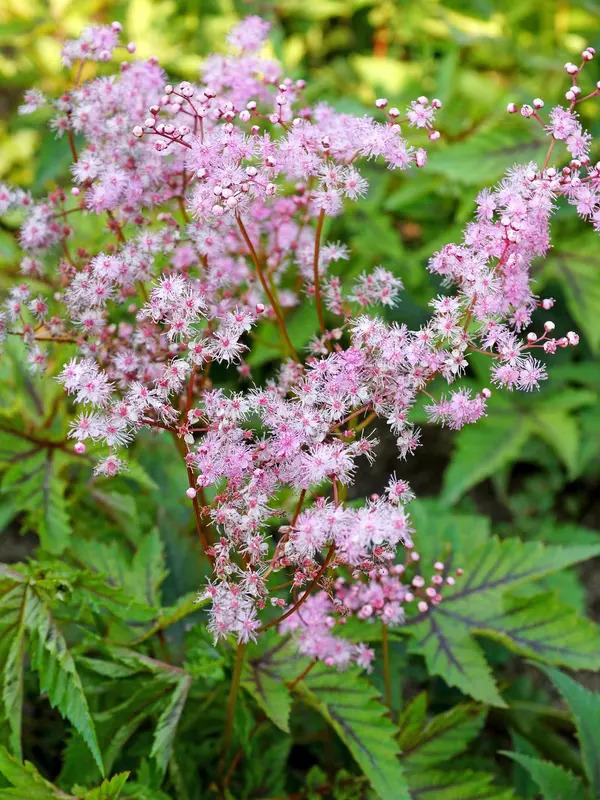 Filipendula x Red Umbrellas