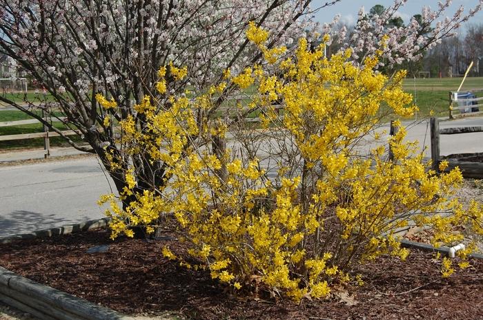 Forsythia x intermedia Lynwood Gold