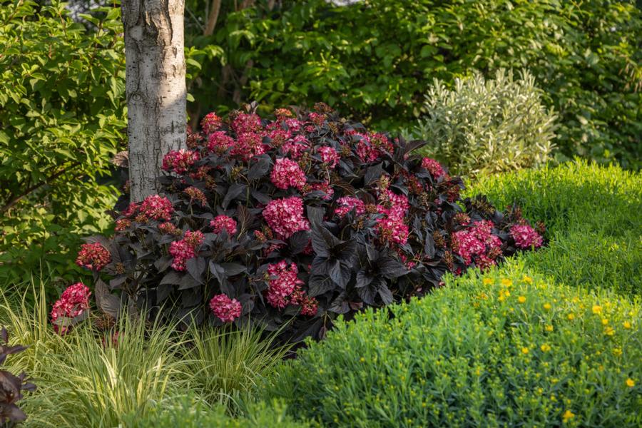 Hydrangea macrophylla First Edition® Eclipse® PP34544