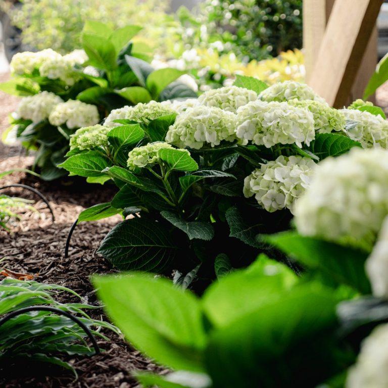 Hydrangea macrophylla Grin and Tonic™ PP35207