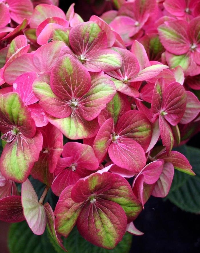 Hydrangea macrophylla Tilt-A-Swirl® PP26426