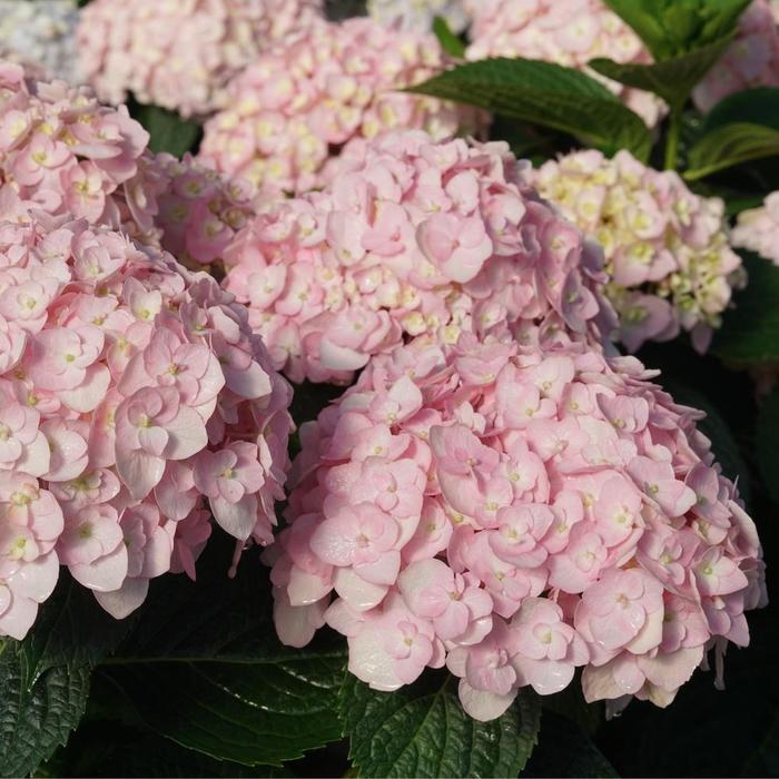 Hydrangea macrophylla Wee Bit Innocent® PP35815