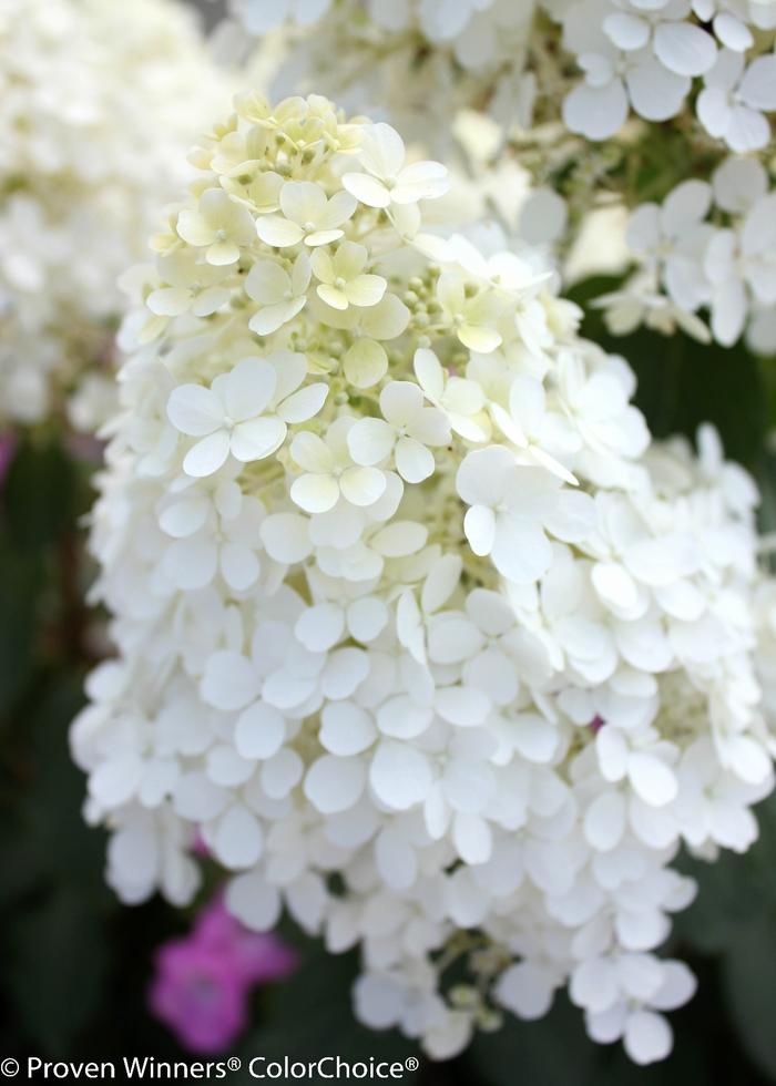 Hydrangea paniculata Bobo® PP22782