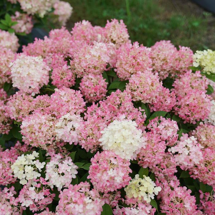 Hydrangea paniculata Fire Light Tidbit® PP32512