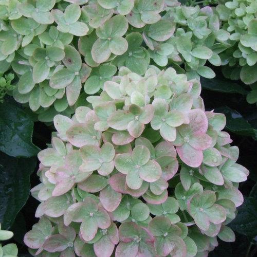 Hydrangea paniculata Little Lime® ('Jane') (Tree Form)