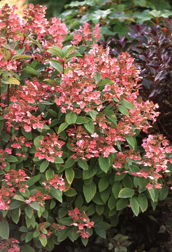 Hydrangea paniculata Quick Fire® ('Bulk')