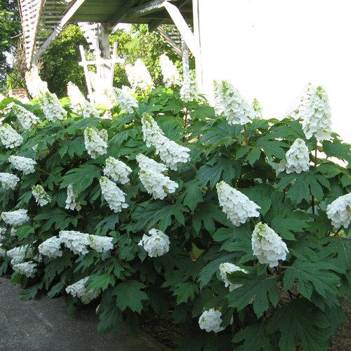 Hydrangea quercifolia Gatsby Gal® PP25106