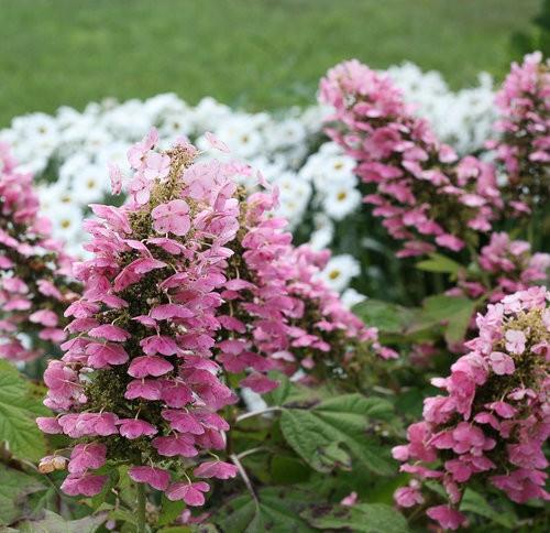 Hydrangea quercifolia Gatsby Pink®