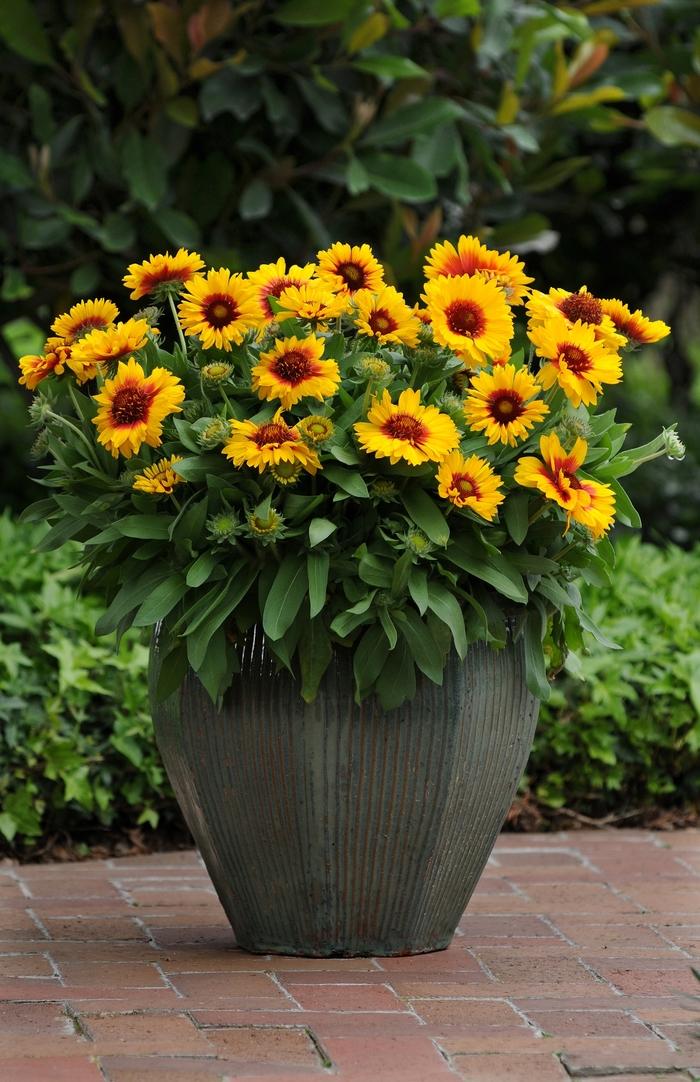 Gaillardia x grandiflora Mesa™ Bright Bicolor