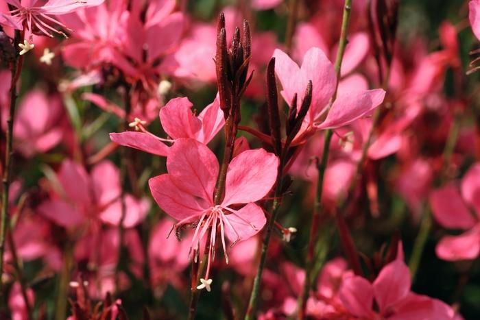 Gaura Belleza® Dark Pink PPAF