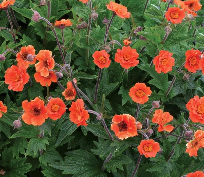 Geum Rustico™ Orange PP28238