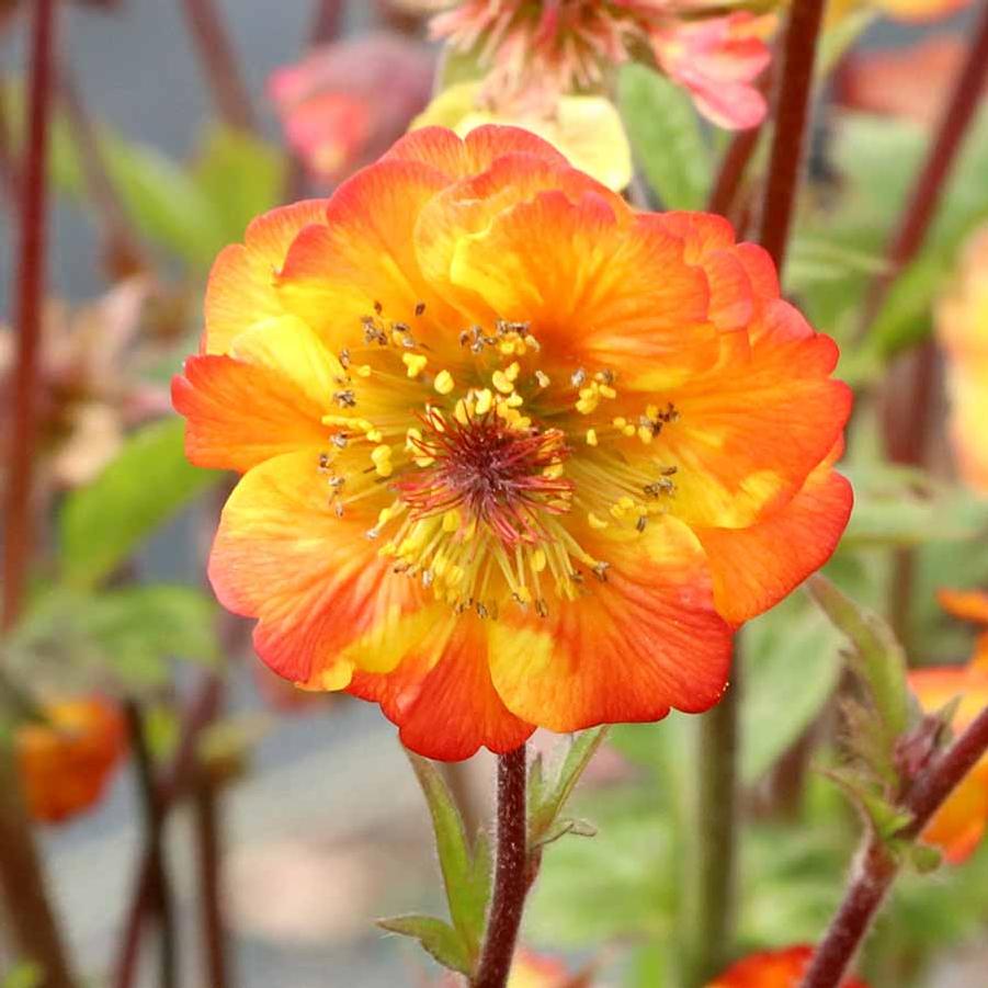 Geum Tempo™ Fiesta
