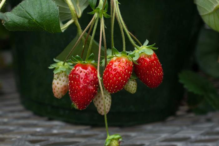 Fragaria x Ruby Ann Scarlet Belle® PP24728