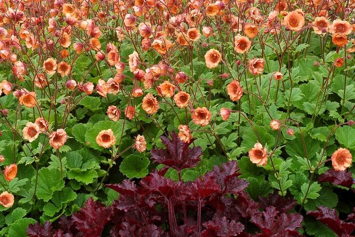Geum Tempo™ Orange