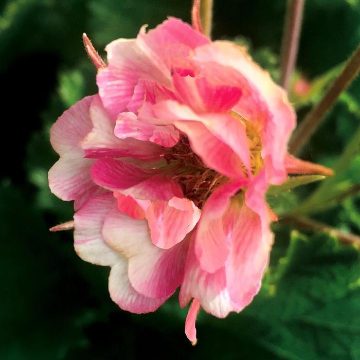 Geum Tempo™ Rose