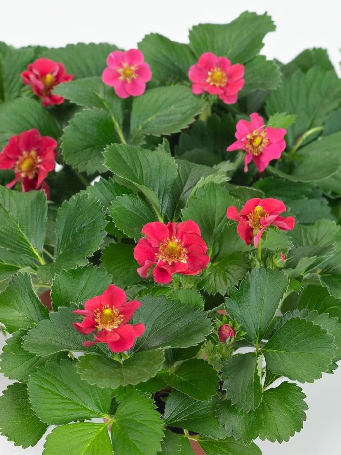 Fragaria x ananassa Tristan