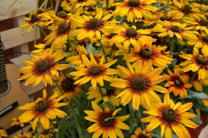 Echibeckia Summerina® Orange PP25221