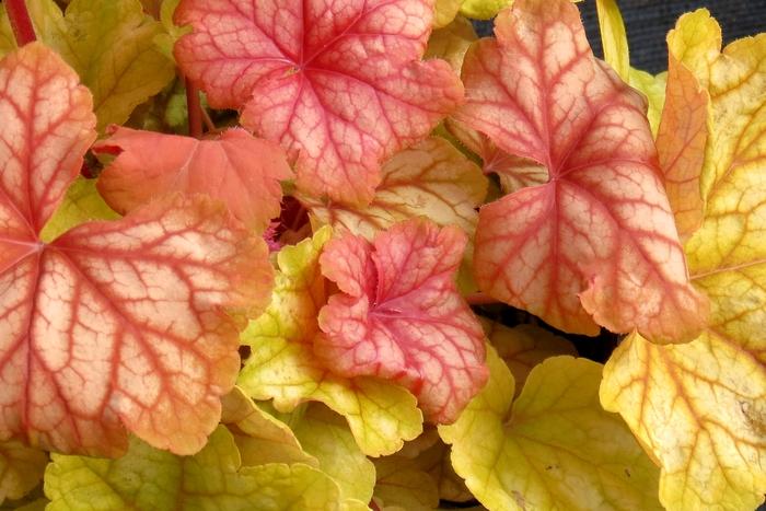 Heuchera Champagne