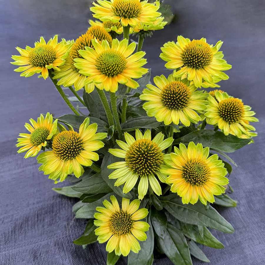 Echinacea Princess™ Citrus