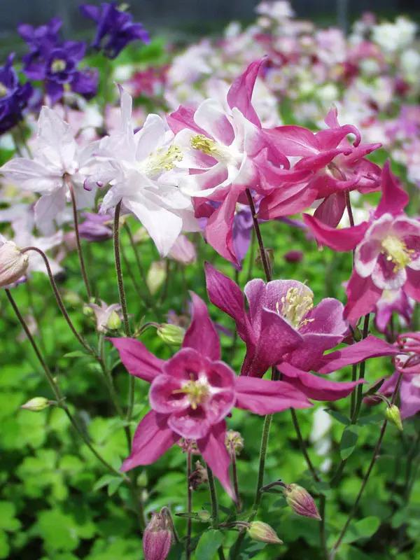 Aquilegia x hybrida Biedermeier