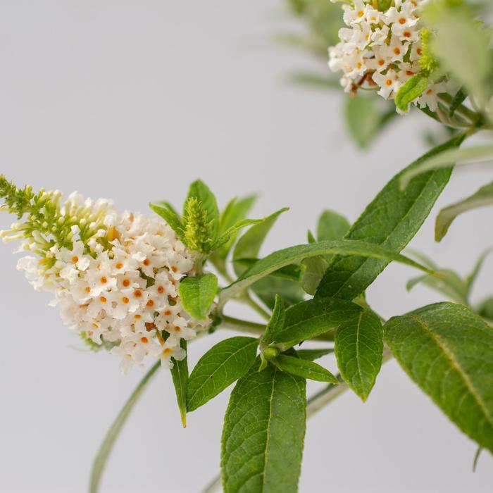 Buddleia davidii Dapper® White