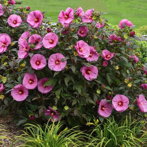 Hibiscus Summerific® Berry Awesome PP27936