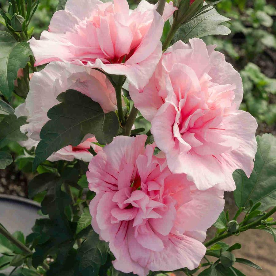 Hibiscus syriacus Pink Chiffon® PP24336