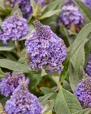 Buddleia Little Rockstars Blue