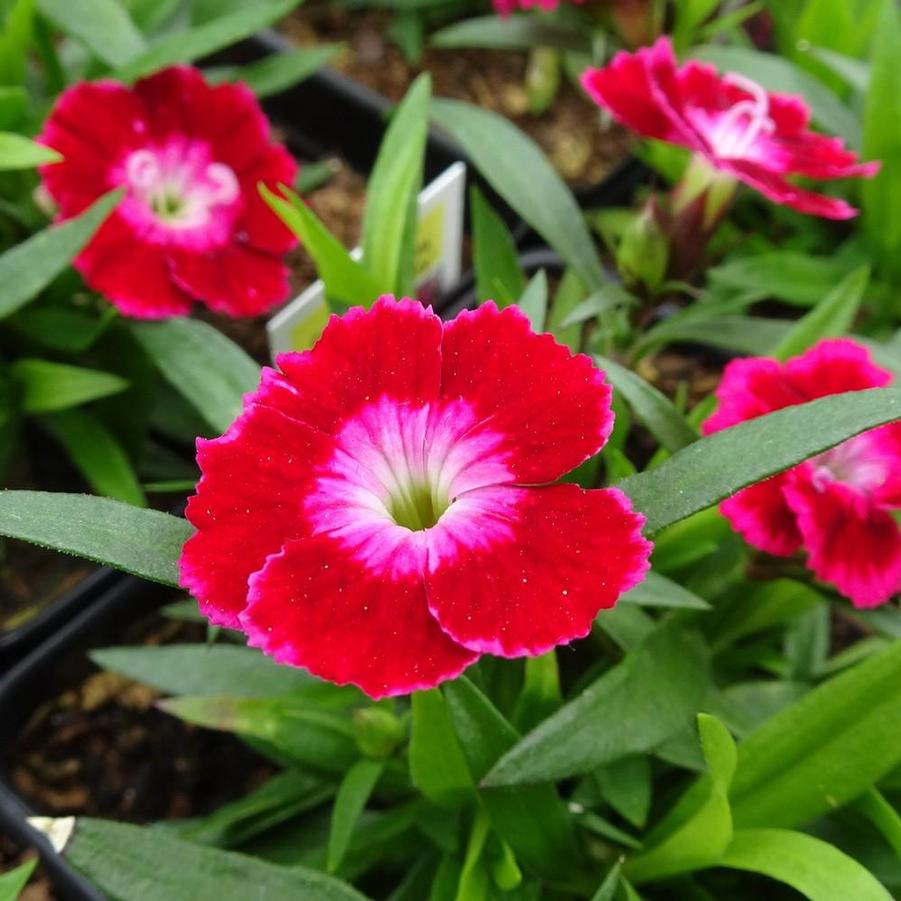 Dianthus Beauties® Olivia Cherry