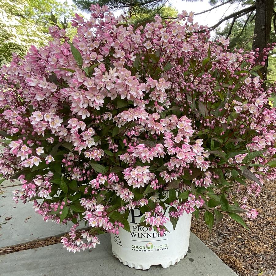 Deutzia Yuki Cherry Blossom® 2.0