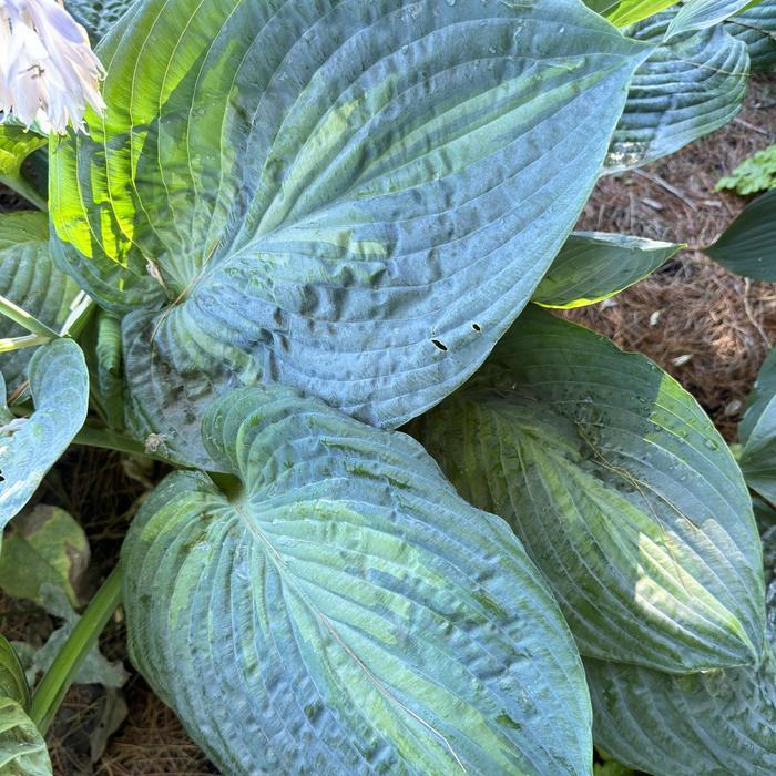 Hosta Shadowland® Sound of Music PP35563