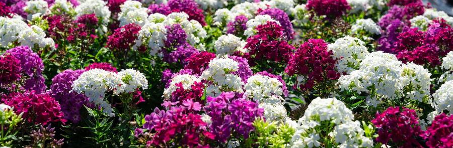 Phlox Confetti Garden™ Spring Love