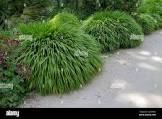 Hakonechloa macra 