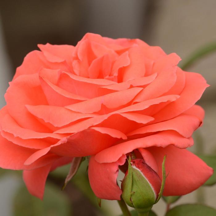 Rosa Climbing America™