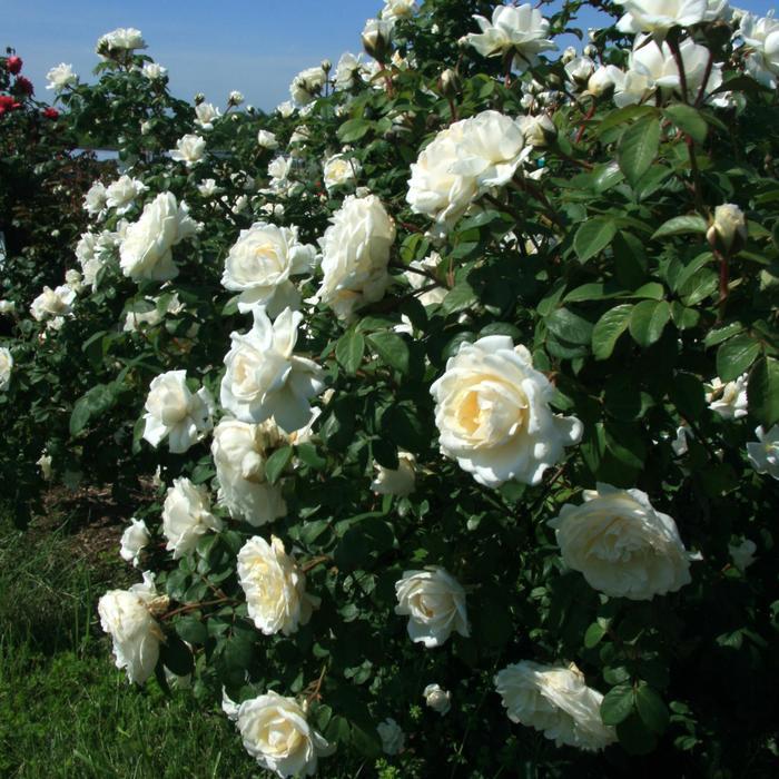 Rosa Climbing Cloud 10™ PP24295